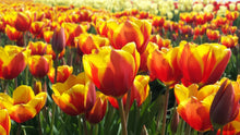 Load image into Gallery viewer, Greeting Cards, Pack of 6
